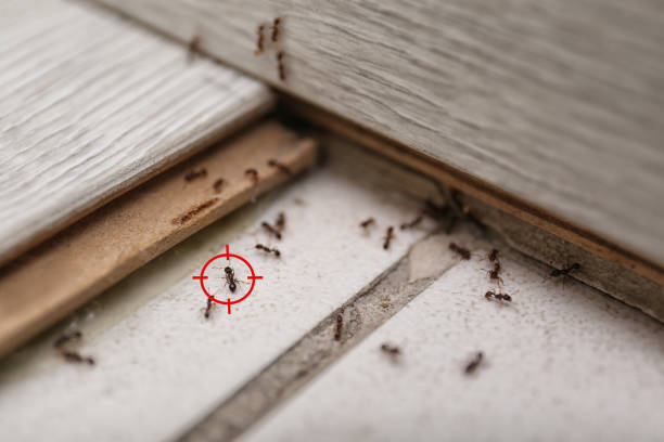 Best Exterminator Services  in Union City, CA
